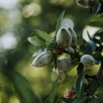 شناخت علائم کمبود مواد مغذی در گیاهان (دلایل و راه حل ها)