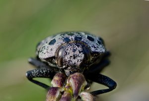 شناخت آفت کاپنودیس و راه های مقابله با آن