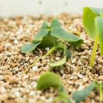 چرا بوته میری در گیاهان اتفاق می افتد؟ کنترل و پیشگیری