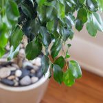 با کرم ساقه خوار نواری برنج چه باید کرد؟