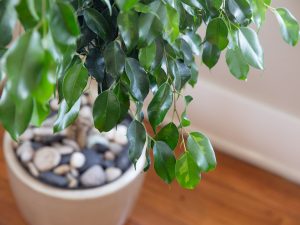 راهنمای کامل نگهداری از بنجامین…