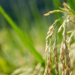 چرا بوته میری در گیاهان اتفاق می افتد؟ کنترل و پیشگیری