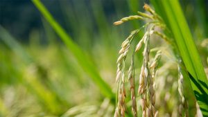 با کرم ساقه خوار نواری برنج چه باید کرد؟