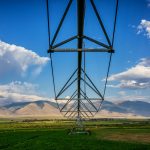 کرم گلوگاه انار چیست؟ چطور آن را کنترل کنیم؟