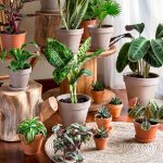 بیایید 30 تا از بهترین و راحت ترین گیاهان آپارتمانی را بشناسیم