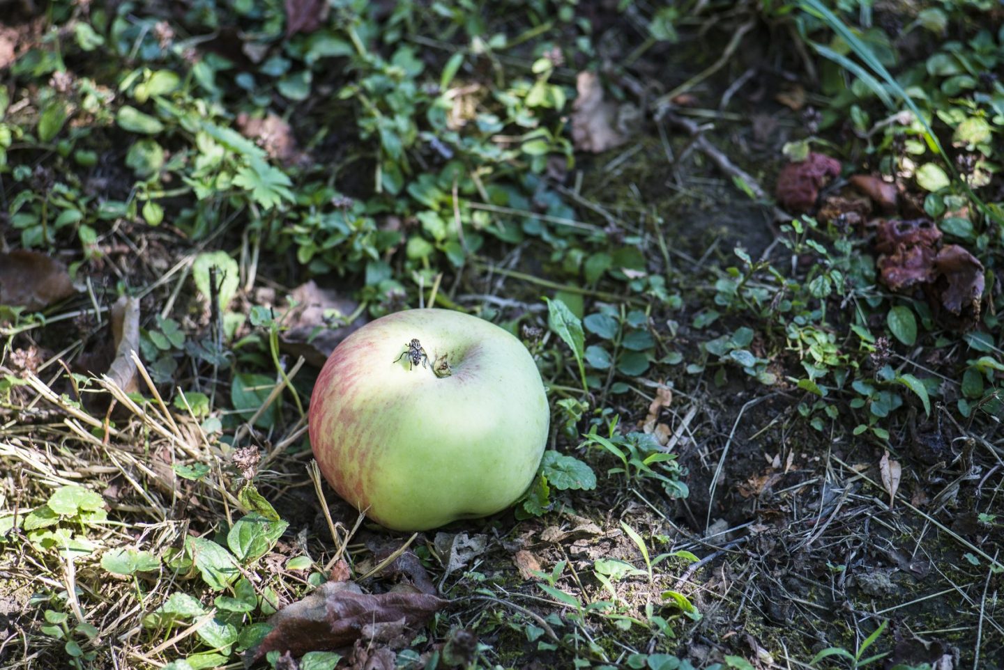 Яблоня с упавшими яблоками