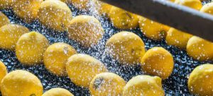 تکنولوژی پس از برداشت چیست؟