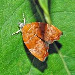 طراحی دستیار هوشمند کشاورزی توسط شرکت دانش بنیان