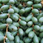 شپشک سبز یا شپشک شفاف خرما را چطور بشناسیم؟