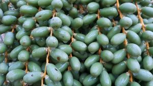 شپشک سبز یا شپشک شفاف خرما را چطور بشناسیم؟
