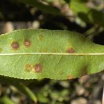 قارچ آلترناریا ؛ عامل بیماری لکه برگی