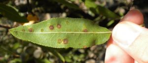 قارچ آلترناریا ؛ عامل بیماری لکه برگی