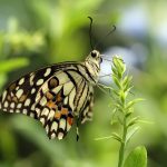 شناخت و مبارزه با آفت پروانه برگ خوار