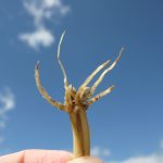 اثر قارچ ریزوکتونیا بر گیاهان و شناخت بیماری ناشی از آن