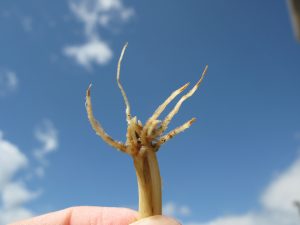 اثر قارچ ریزوکتونیا بر گیاهان و شناخت بیماری ناشی از آن