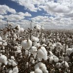 کرم غوزه پنبه چیست؟