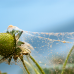 شناخت آفت کنه تار عنکبوتی و معرفی 8 روش عالی به منظور کنترل و مبارزه با آن