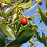 قارچ آلترناریا ؛ عامل بیماری لکه برگی