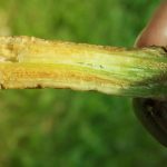 شپشک سبز یا شپشک شفاف خرما را چطور بشناسیم؟