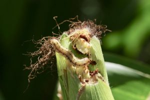 کنترل کرم بلال ذرت یا همان کرم ذرت چگونه است؟ اول شناسایی بعد کنترل