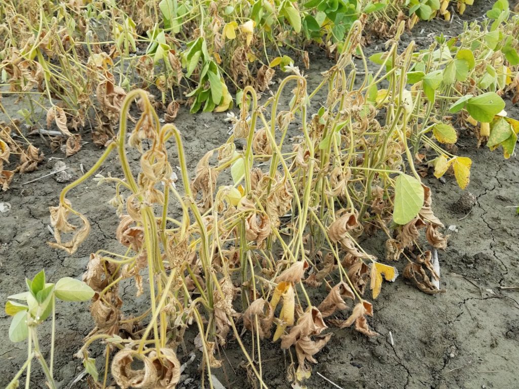 بیماری قارچ فوزاریوم در گیاهان زراعی
