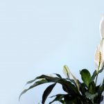 نگهداری از اسپاتی فیلوم ؛ راه هایی برای داشتن فیلومی زیباتر و سرحال تر