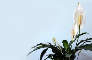 نگهداری از اسپاتی فیلوم ؛ راه هایی برای داشتن فیلومی زیباتر و سرحال تر