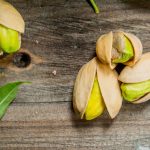 بیماری های مهم پسته کدامند؟ شناخت بیشتر برای برداشت محصول بهتر و بیشتر