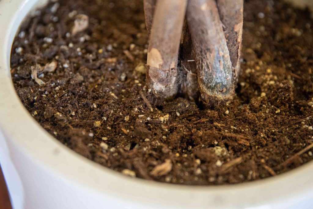 خاک مناسب برای گیاهان آپارتمانی