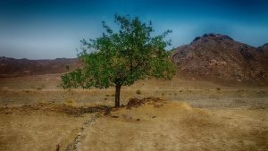 چگونه درختان درحال خشک شدن را نجات دهیم؟