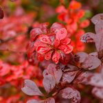 کاشت زرشک به چه صورت است؟ راهنمای کامل کاشت تا برداشت زرشک