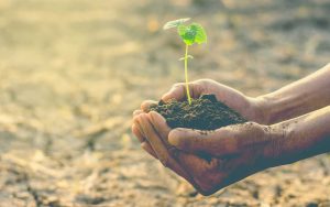 استفاده از هیومیک اسید در کشاورزی به چه صورت است؟