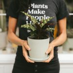 نحوه کاشت کلم بروکلی به چه صورت است؟