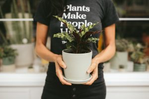 تکثیر گیاهان آپارتمانی به چه صورت است؟+ راهنمای تکثیر گیاهان خانگی