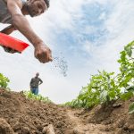 استفاده از هیومیک اسید در کشاورزی به چه صورت است؟