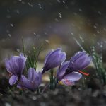 چطور شلغم بکاریم؟ از کاشت تا برداشت شلغم