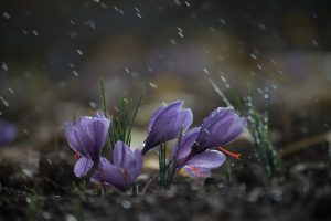 سرمازدگی زعفران ؛ دلایل و راهکارها برای فصل سرما