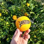 سرمازدگی زعفران ؛ دلایل و راهکارها برای فصل سرما