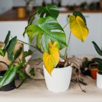 شناسایی 10 عامل که باعث زرد شدن برگ های گیاهان آپارتمانی می شود