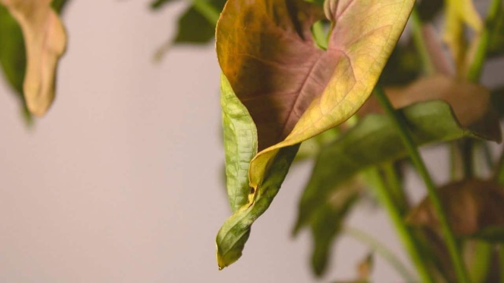 شناخت علت زرد شدن برگ گیاهان آپارتمانی