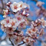 چرا پوست مرکبات قبل از رسیدن ترک می خورد؟