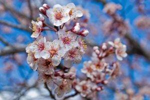 آموزش کامل کاشت درخت گیلاس