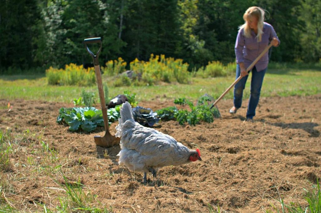 استفاده از کود مرغی در کشاورزی