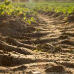 معرفی محصولاتی که می توانید در پاییز بکارید...