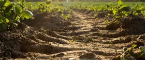 اصلاح خاک ؛ تعریف دقیق آن و لزوم آن در کشاورزی