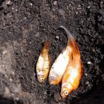 کود ماهی چیست؟ کاربردهای آن کدام است؟