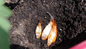  کود ماهی چیست؟ کاربردهای آن کدام است؟