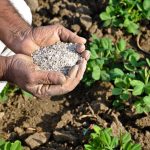 کاربرد گوگرد در کشاورزی ؛ آیا از گوگرد در کشاورزی استفاده کنیم؟ چه زمانی؟