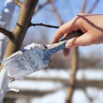 بهترین زمان استفاده از قارچ کش ها چه زمانیست؟