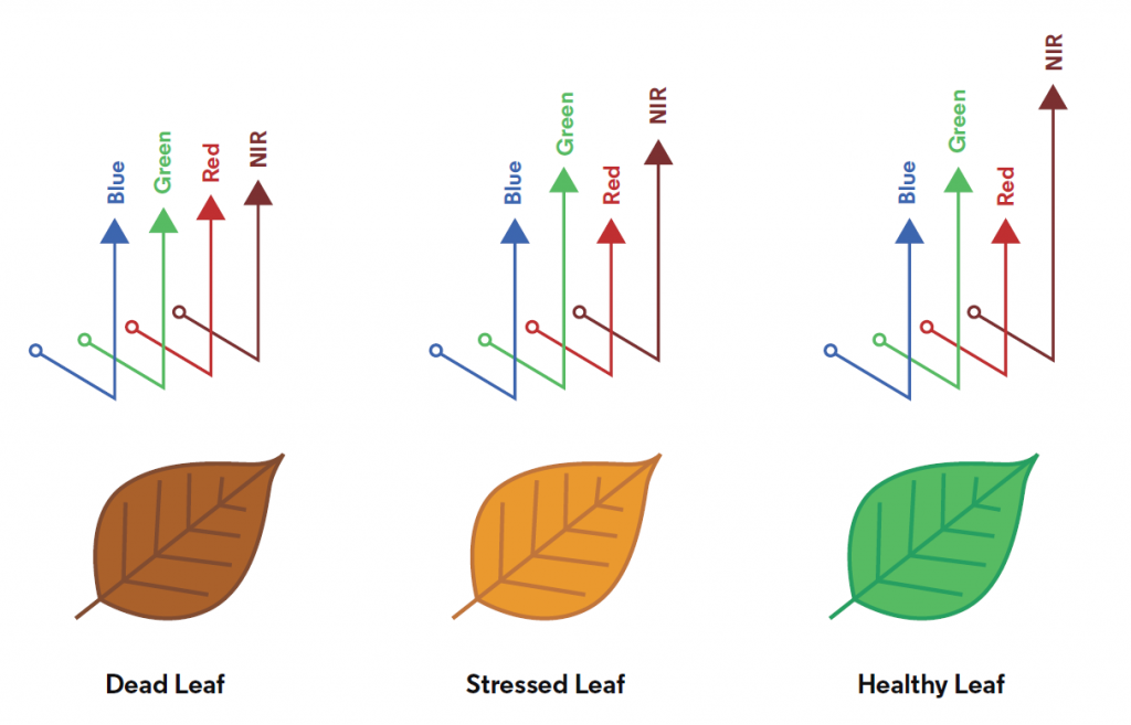 شاخص پوشش گیاهی چگونه عمل می کند؟